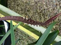 Image result for Bulbostylis megastachys