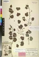 Image result for Adenia gummifera
