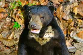 Since receiving physical visitors seemed impossible at this point in time, bsbcc has offered virtual tours since may 2020 to encourage audiences across. Malaysia A Sneak Peak At The Borneo Sun Bear Conservation Centre