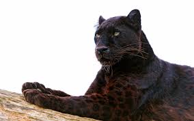 Black Panther Animal Wallpaper In 4k Resolution Black Panther Animal 2131710 Hd Wallpaper Backgrounds Download Some birds may be unremarkable, and some may look unbelievably beautiful, like a work of art which you'll for sure want to set as a wallpaper! black panther animal wallpaper in 4k