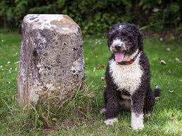 Das fell des spanischen wasserhundes ist wollig, gelockt und bildet wenn es lang wird, . Spanische Wasserhunde Geschichte