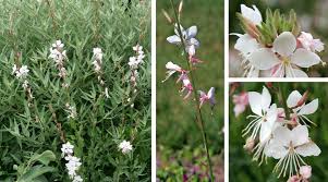 Maybe you would like to learn more about one of these? Gaura Gaura Lindheimeri Wisconsin Horticulture