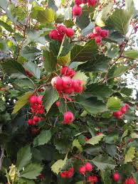Боярышник (crataegus), народные названия барыня, боярка, глодь. Boyarka