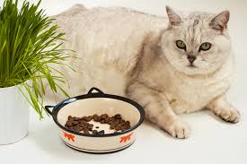 If your cat is suddenly hungry all the time, it's usually a sign of a larger problem and requires a visit to your veterinarian. Why Is My Cat Always Hungry 5 Reasons Catster