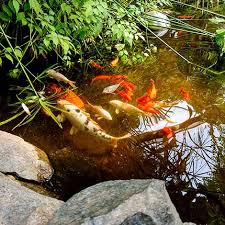 The minor filter for pond up to 1000 gallon. Koi Protection At The Pond Guy