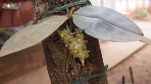 Image result for Rhipidoglossum