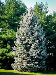 Today's world that we live in is a crucial time. White Spruce For Sale The Tree Center