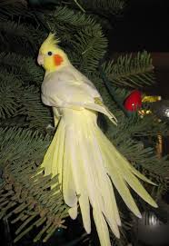 Bird That Sounds Like A Slide Whistle At Night Cockatiel Christmas Tree Cockatiel Parrot Bird