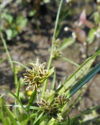 Image result for Pycreus chrysanthus