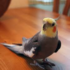 Real Bird Eggs For Sale How To Care For Your Cockatiel Video Cockatiel Cockatiel Care Parrot
