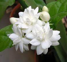 Arabian Tea Jasmine Plant Belle Of India Sambac Asmine A Jasmine Plant Is A Great Addition To A Garden Or Jasmine Plant Fragrant Flowers Jasmine Flower