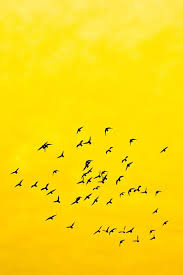 Black And Yellow Things World Of Happy Colours Yellow Aesthetic Yellow Art Yellow Color