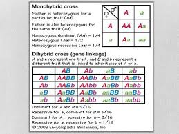 Answer the questions that follow in your science show your work. Monohybrid Crosses Vs Dihybrid Crosses Mendelian Genetics Ppt Download