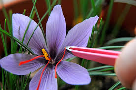 This beautiful flower is also used to create spiced saffron. Terkenal Mahal Ternyata Ini 7 Kegunaan Saffron