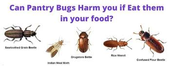are pantry bugs harmful if eaten? learn