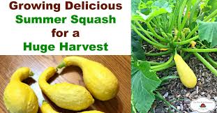 Check spelling or type a new query. How To Grow Summer Squash For Your Best Harvest Ever
