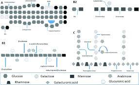 Maybe you would like to learn more about one of these? Schematic Representation Of Plant Cell Wall Polysaccharides And Download Scientific Diagram