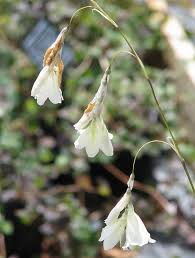 Image result for Dierama formosum