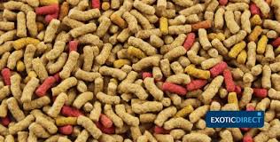Check spelling or type a new query. Do Tortoises Need Pellets As Part Of Their Diet Exoticdirect