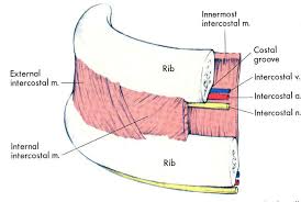 In humans, the rib cage, also known as the thoracic cage. Intercostal Muscles Pmg Biology