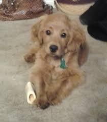 Pin By Diana Helis On Love This Cocker Spaniel Mix Cute Dogs Golden Retriever