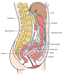 This diagram depicts picture of female reproductive system diagram 1024×1204 with parts and labels. Illustration Of Female Internal Organs Art Print By Science Source