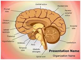 Pin On Brain Powerpoint Templates Human Brain Powerpoint Template