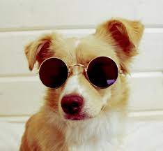 Pin By Maurice T On Animal Loves Sunglasses Cute Dog Photos Cute Animals Cute Animal Memes
