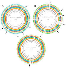 Image result for Aeschynomene sp. B