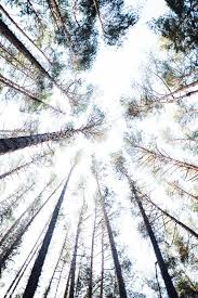 Birds Eye View Photography Black And White Worm S Eye View Of Green Forest Free Image By Rawpixel Com Markus Spiske Birds Eye View Photography Worms Eye View Perspective Photography