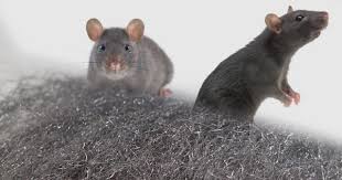 Check spelling or type a new query. Steel Wool Against Mice Rats And Other Rodents Ekksol Com