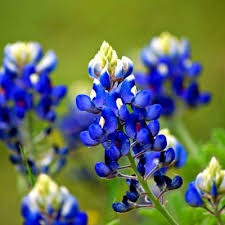 We ordain for life, and there are no additional fees or renewal fees. Texas Marriage Laws Get Ordained