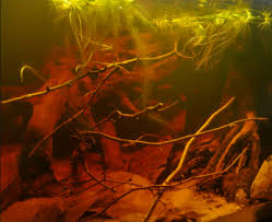 Shallow blackwater habitat in the middle rio negro, 240 l. Igapo Rio Negro Amazon Biotope Aquarium Biotope One