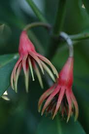 Image result for Bruguiera