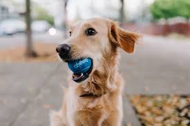 Golden retriever puppies wisconsin free. Dog Fetch Pictures Download Free Images On Unsplash