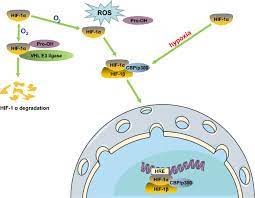 Choose your access option (information here) and provide our phone number (08) 9227 4200 when asked by the relay officer. Implications Of Hif 1a In The Tumorigenesis And Progression Of Pancreatic Cancer Cancer Cell International Full Text