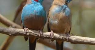 Small Bird With Red Cheeks Red Cheeked Cordon Bleu Uraeginthus