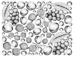 A scribble of natural rattan spirals this organic piece of wall art. Hand Drawn Background Of Rattan And Langsat Fruits Drawing By Iam Nee