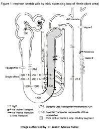 Image result for Transtubular Potassium Gradient