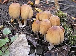 Image result for Coprinus micaceus
