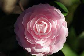 Category Camellia Japonica Wikimedia Commons Japonica Camellia Flowers