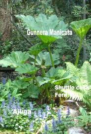 We did not find results for: Plants For Bog Gardens And Around The Pond Edge