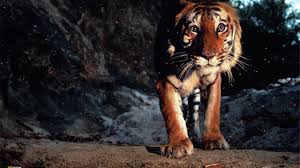 Aravind adiga leer tigre blanco online. Reportajes Y Fotografias De Tigre En National Geographic
