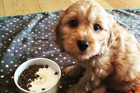 I am about to get a puppy and how does free acess to water help in potty training. How Much Water Should A Goldendoodle Puppy Drink Goldendoodle Advice