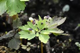 Image result for Isopyrum nipponicum