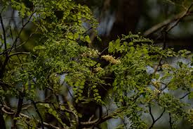 Image result for Amblygonocarpus andongensis