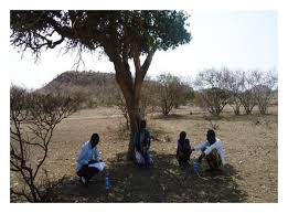 Image result for Dobera