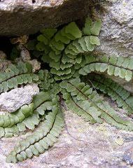 Image result for Vittaria reekmansii