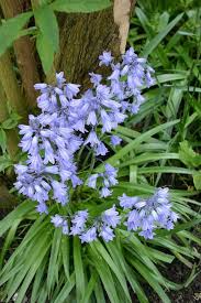 We did not find results for: 7 Spring Flowering Bulbs To Plant Now Houzz Nz
