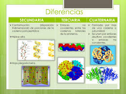 Una fuente terciaria es una selección y compilación de fuentes primarias (material de primera mano relativo a un fenómeno) y secundarias (comentarios, análisis y crítica basadas en fuentes primarias). Ppt Estructuras Secundarias Terciarias Y Cuaternarias Powerpoint Presentation Id 3163153